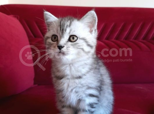 55 Günlük Di̇şi̇ Bri̇ti̇sh Silver Tabby görsel