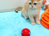 Golden Erkek Bebek