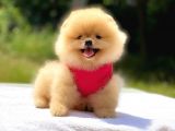 Pomeranian Boo Teddy Face Dişi Mini Yavrumuz