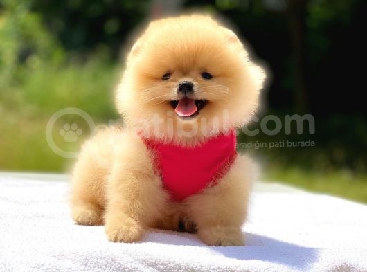 Pomeranian Boo Teddy Face Dişi Mini Yavrumuz görsel