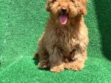 Show Kali̇te Red Toy Poodle Erkek