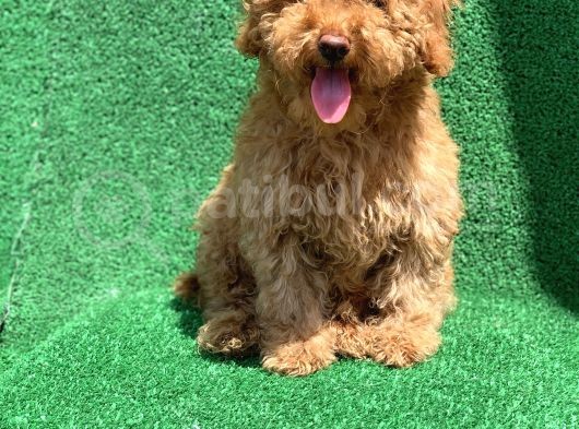 Show Kali̇te Red Toy Poodle Erkek görsel