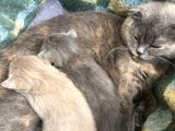 British Shorthair Yavrumuz