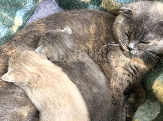 British Shorthair Yavrumuz görsel