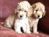 Safkan Toy Poodle
