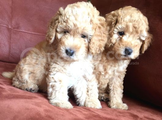 Safkan Toy Poodle görsel