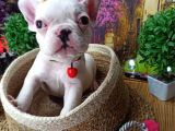 Muazzam Güzelli̇kte French Buldog Yavrularimiz
