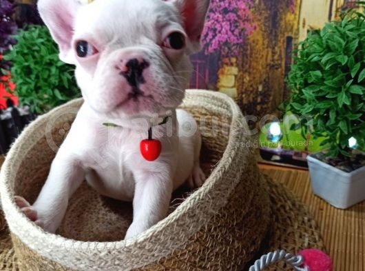 Muazzam Güzelli̇kte French Buldog Yavrularimiz görsel