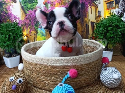 A Kali̇te Hari̇ka Maskeli̇ Sifir Burun French Bulldog Yavrularimiz görsel
