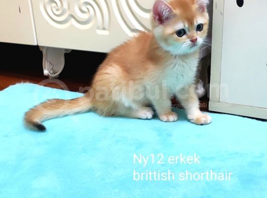Golden Erkek Bebek görsel