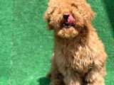 Show Kali̇te Red Toy Poodle Erkek