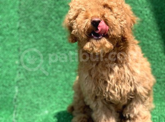 Show Kali̇te Red Toy Poodle Erkek görsel