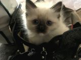 Maviş Gözlü Safkan Ragdoll Bebeklerim