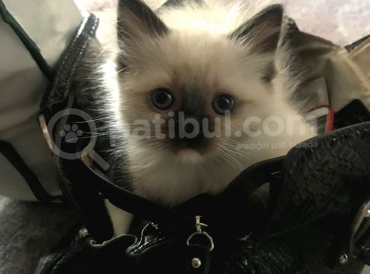 Maviş Gözlü Safkan Ragdoll Bebeklerim görsel
