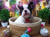 A Kali̇te Hari̇ka Maskeli̇ Sifir Burun French Bulldog Yavrularimiz