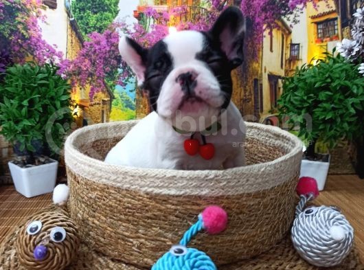 A Kali̇te Hari̇ka Maskeli̇ Sifir Burun French Bulldog Yavrularimiz görsel