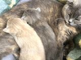 British Shorthair Yavrumuz