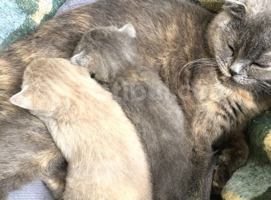 British Shorthair Yavrumuz