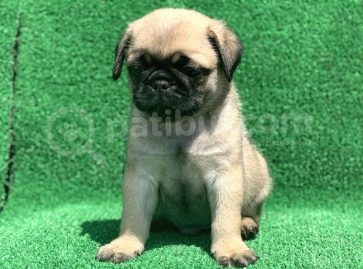 Show Class Gül Kuyruk Pug Mops Yavrular görsel