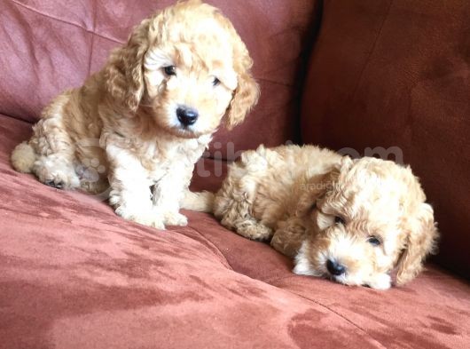 Safkan Toy Poodle görsel