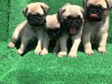Show Class Gül Kuyruk Pug Mops Yavrular