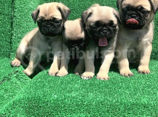 Show Class Gül Kuyruk Pug Mops Yavrular