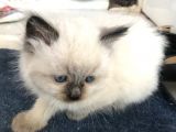 Maviş Gözlü Safkan Ragdoll Bebeklerim