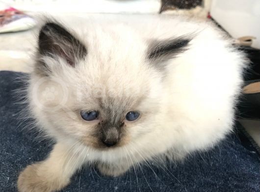 Maviş Gözlü Safkan Ragdoll Bebeklerim görsel