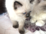 Maviş Gözlü Safkan Ragdoll Bebeklerim