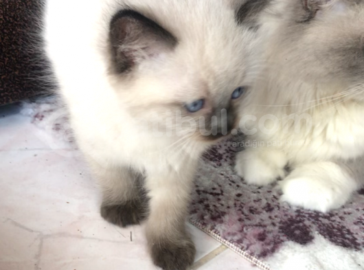 Maviş Gözlü Safkan Ragdoll Bebeklerim