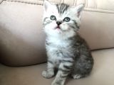 55 Günlük Di̇şi̇ Bri̇ti̇sh Silver Tabby