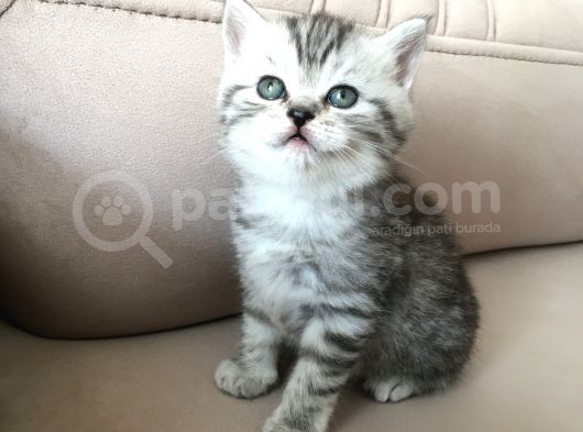 55 Günlük Di̇şi̇ Bri̇ti̇sh Silver Tabby görsel