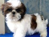 Shi̇h Tzu Bebekler