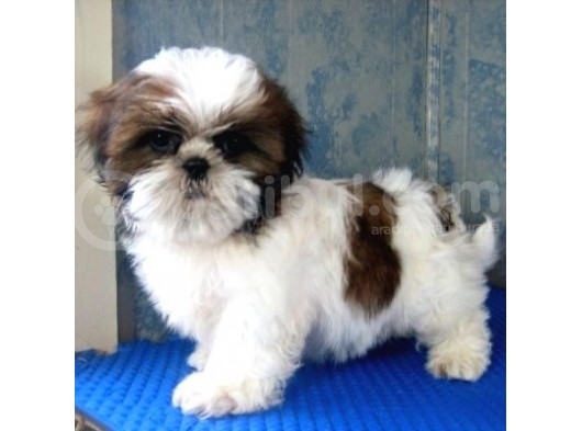 Shi̇h Tzu Bebekler görsel