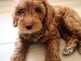 2 Aylık Toy Poddle Brown