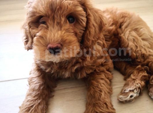 2 Aylık Toy Poddle Brown görsel