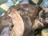 British Shorthair Yavrumuz
