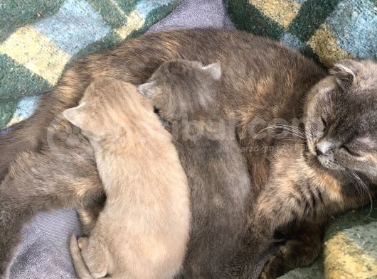 British Shorthair Yavrumuz görsel