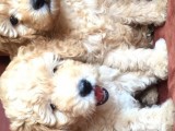 Safkan Toy Poodle