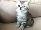 55 Günlük Di̇şi̇ Bri̇ti̇sh Silver Tabby