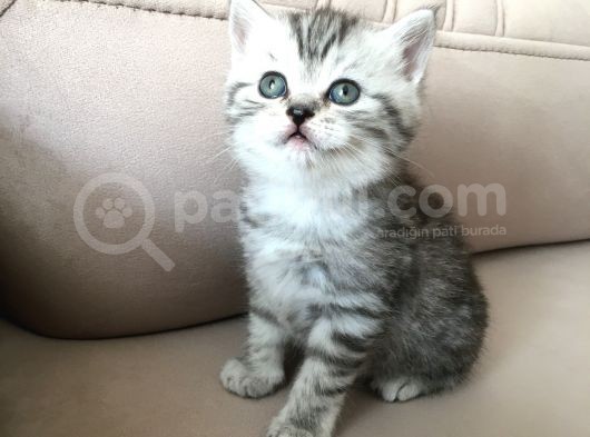 55 Günlük Di̇şi̇ Bri̇ti̇sh Silver Tabby görsel