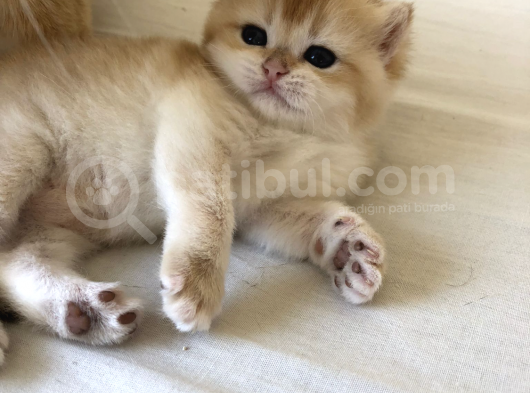 Luna Bri Ny 12 Kizimiza Yeni̇ Yuva Ariyoruz