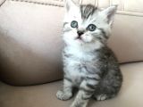 55 Günlük Di̇şi̇ Bri̇ti̇sh Silver Tabby