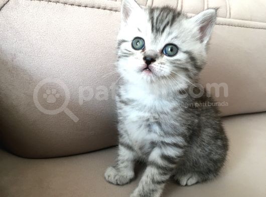 55 Günlük Di̇şi̇ Bri̇ti̇sh Silver Tabby görsel