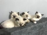 Maviş Gözlü Safkan Ragdoll Bebeklerim