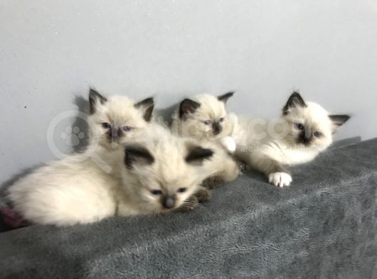 Maviş Gözlü Safkan Ragdoll Bebeklerim görsel