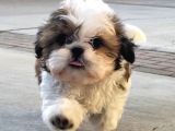 Shi̇h Tzu Bebekler