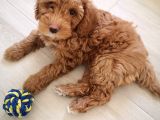 2 Aylık Toy Poddle Brown