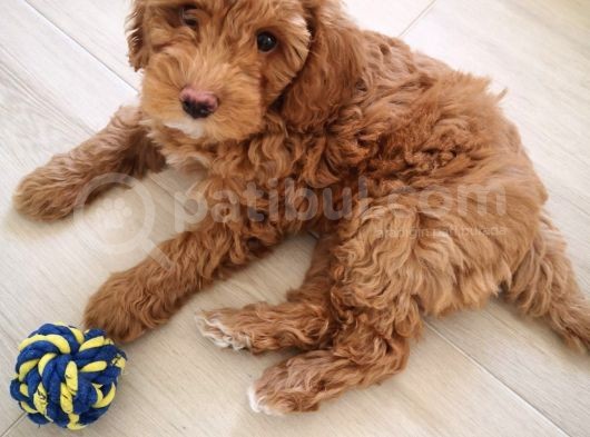 2 Aylık Toy Poddle Brown görsel