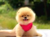 Pomeranian Boo Teddy Face Dişi Mini Yavrumuz